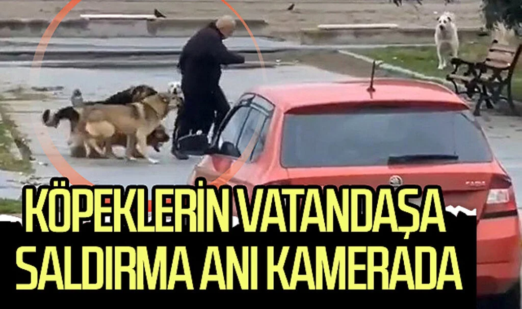Samsun'da köpeklerin vatandaşa saldırma anı kamerada