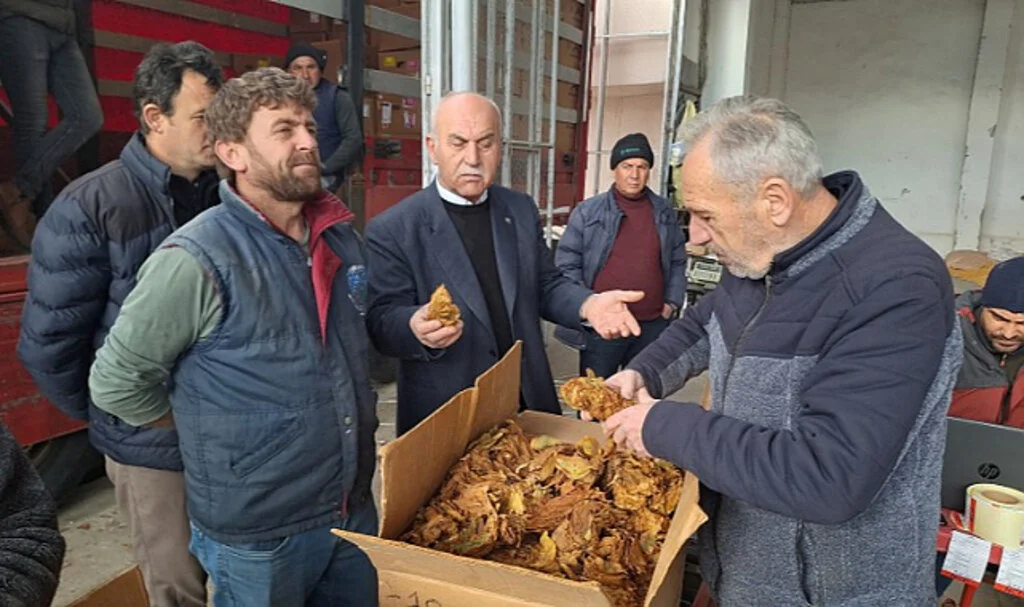 Bafra'da tütün alımları başladı
