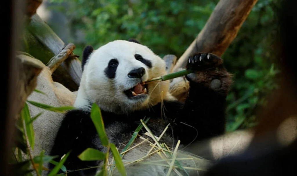 Çin'den Panda Diplomasisi: 20 Yıl Sonra İlk Kez ABD'ye Panda Kiralanıyor