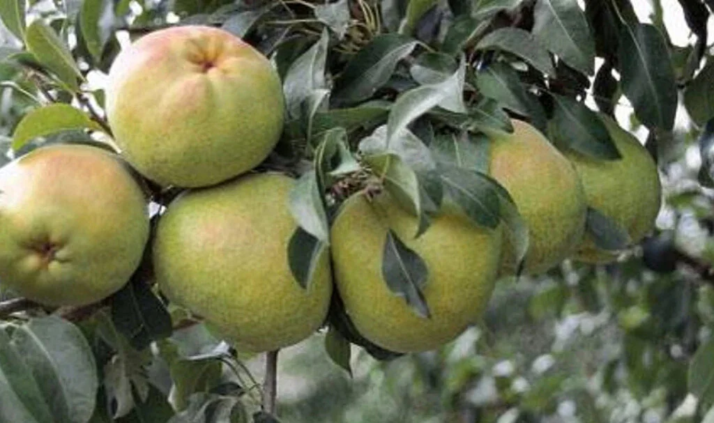 Deveci Armutunun Anavatanı Samsun