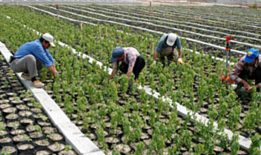 Fidan Üretim ve Bakım Hizmeti Alınacaktır