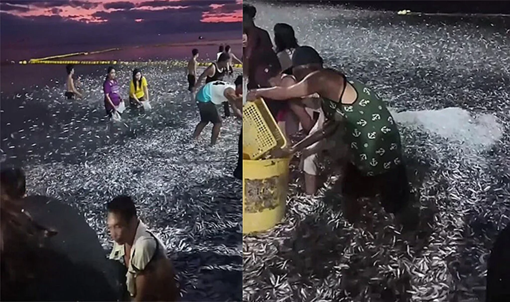 Filipinler Kıyılarına Vuran Milyonlarca Balık Şaşkınlık Yarattı