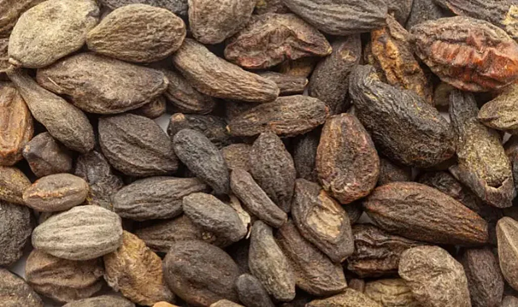 Kara Halile Bitkisinin Sağlık Üzerindeki Olumlu Etkileri