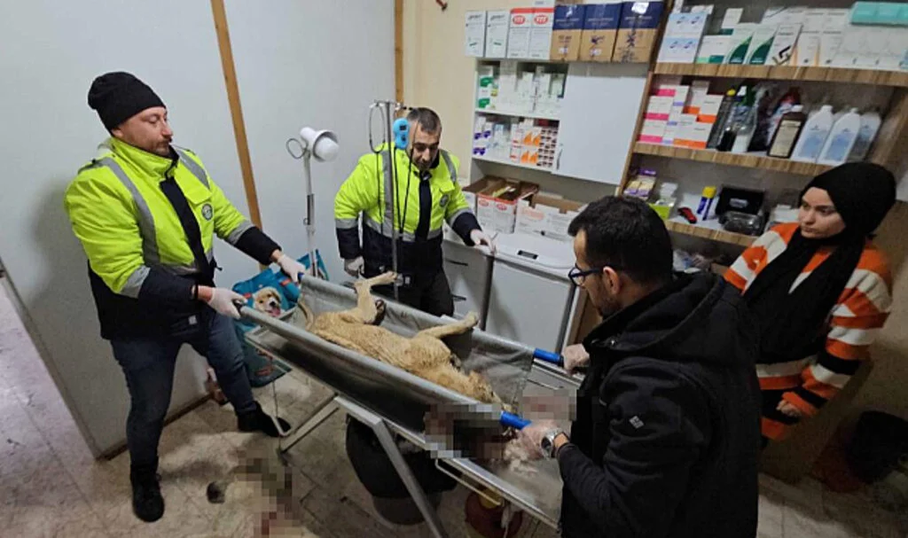 Kastamonu'da İki Sokak Köpeğini Yaralayan Şahıs Yakalandı