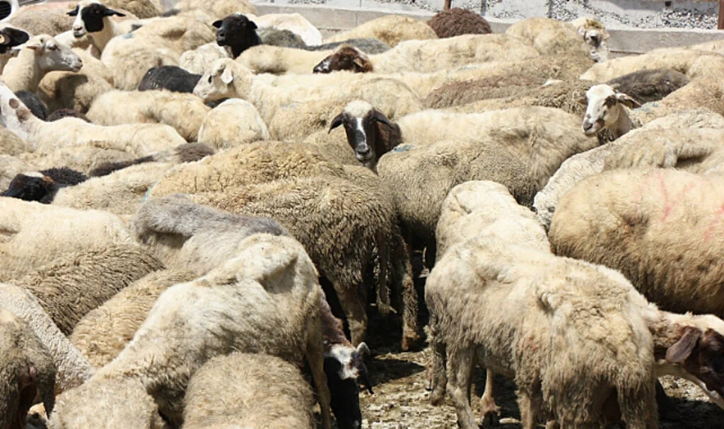 Samsun'da ekonomiye döviz katkısı