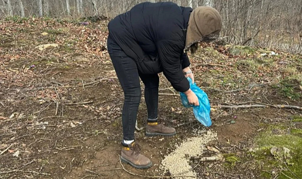 Samsun'da ormanlık alanlara yaban hayvanları için yem bırakıldı