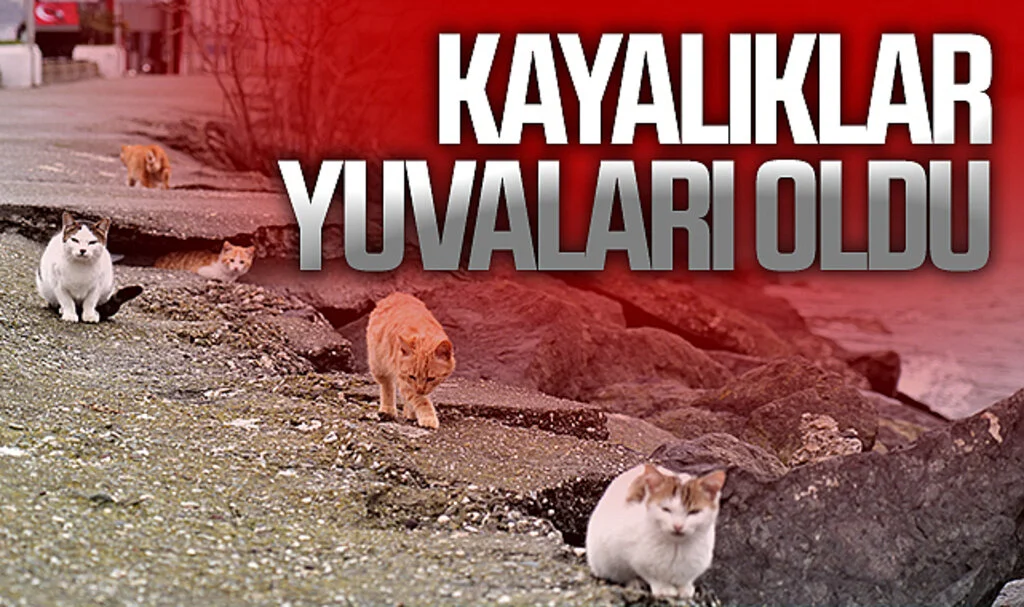 Soğuktan üşüyen kedilere kayalıklar yuva oldu