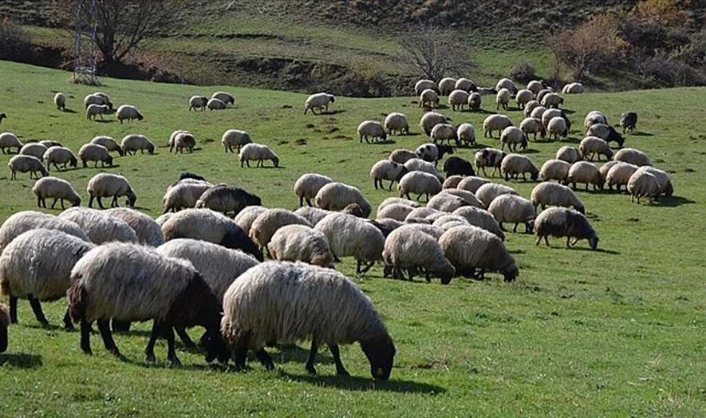 Tarım ve Orman Bakanlığı, Hayvancılıkta Geleceğe Yönelik 5 Yıllık Yol Haritasını Açıklıyor