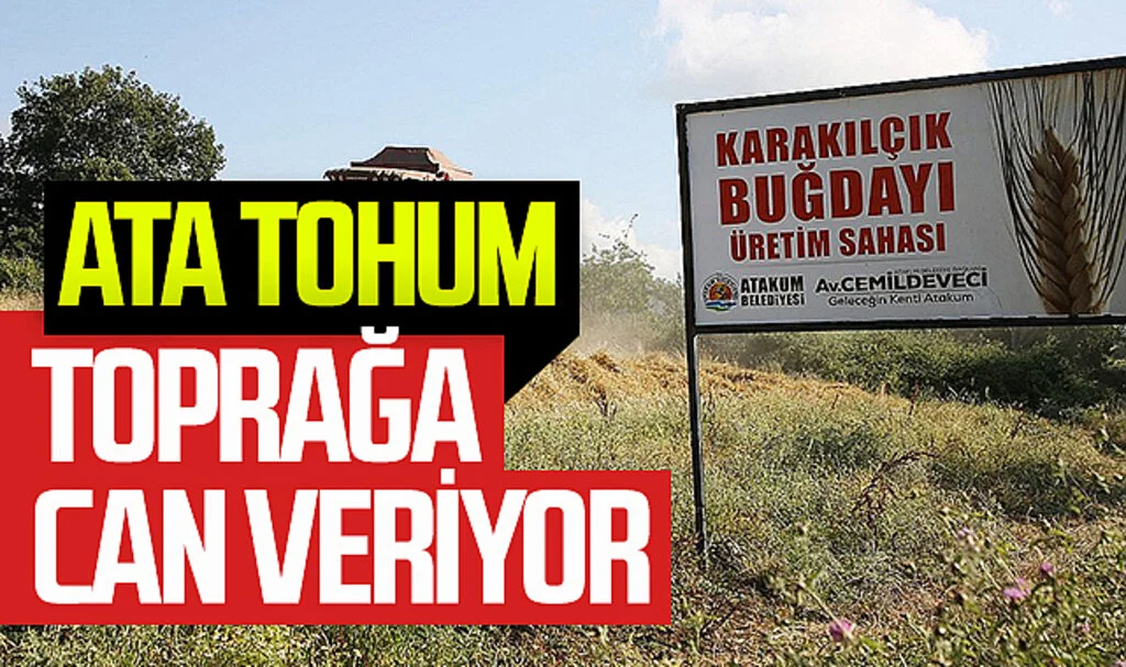 Atakum Belediyesi'nin Ata Tohumu Projesi Toprağa Can Veriyor!