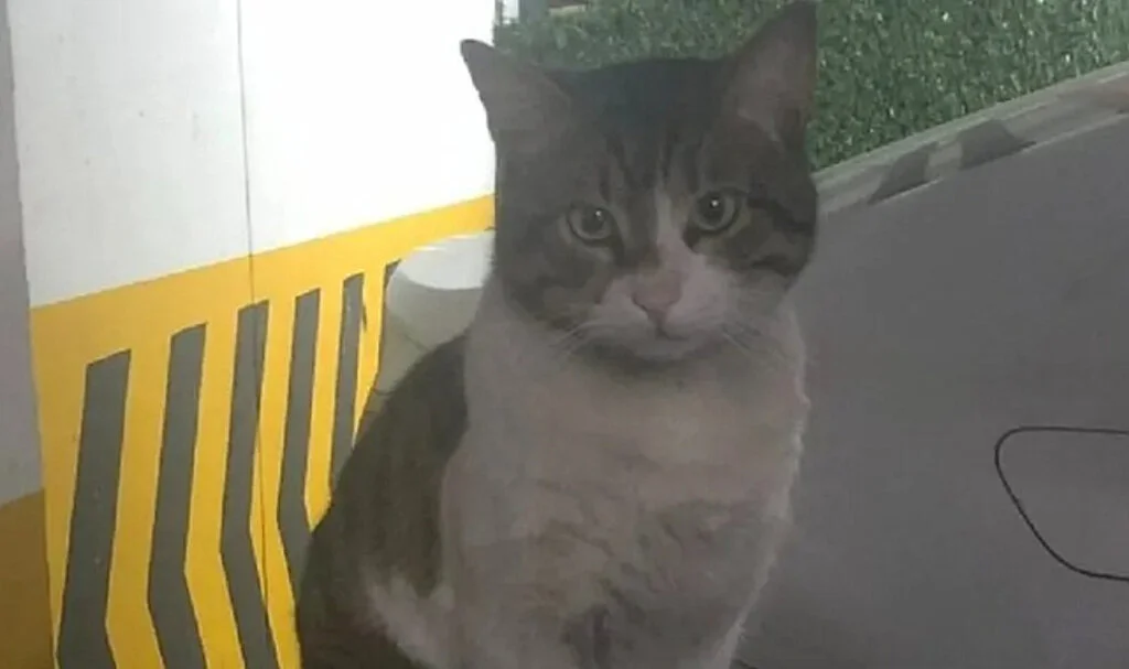  Başakşehir'de Kedi 'Eros'u Öldüren Sanığın Hakkındaki Karara Savcılık İtirazı