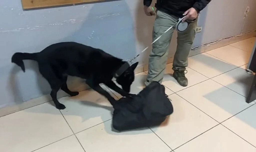 Peçeteye emdirilmiş 2 bin içimlik bonzaiyi "Çakır" buldu