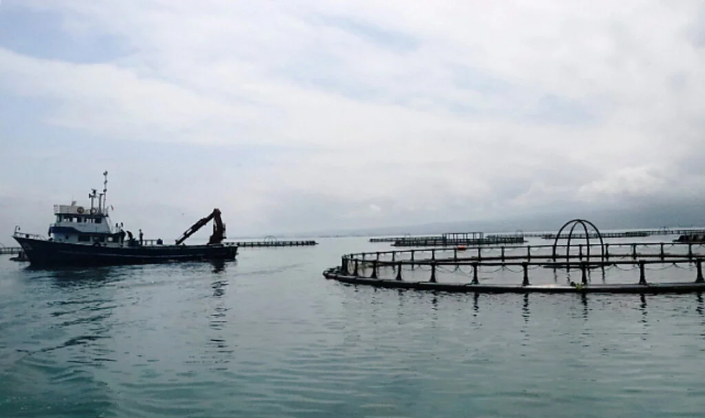 Samsun’da su ürünleri üretimi 13 bin 971 tona çıktı