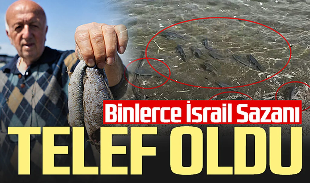 Samsun kıyılarına vuran binlerce İsrail Sazanı telef oldu 