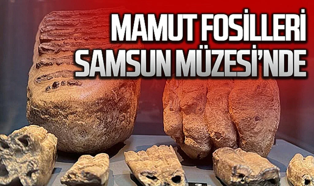 14 Yıl Önce Bulunan Mamut Fosilleri Samsun Müzesi'nde Sergileniyor