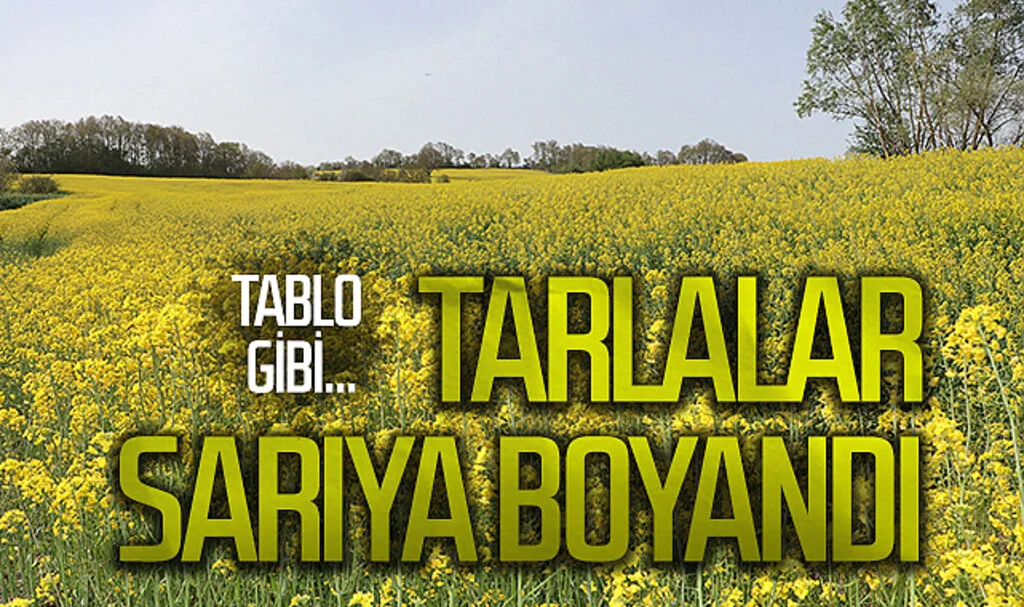 Havza'dan tablo gibi görüntü: Tarlalar sarıya boyandı