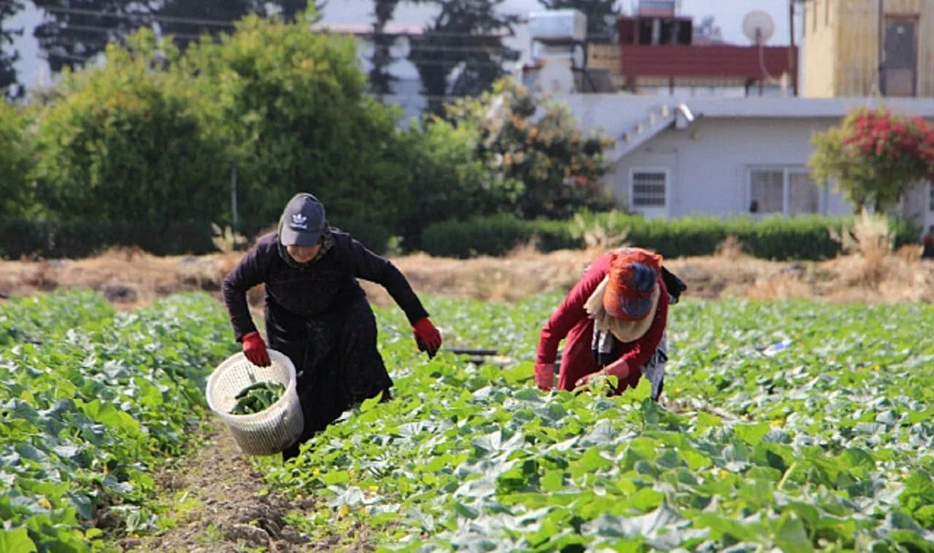 Hıyar Hasadı Başladı Tarladaki Fiyatı 30 TL