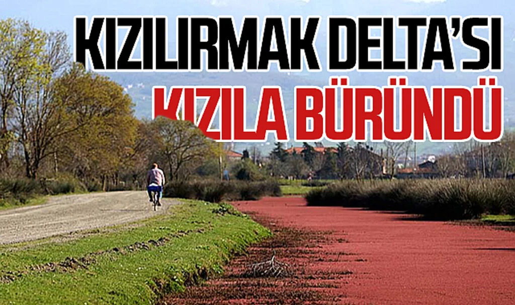 Kızıl Eğrelti Otları Kızılırmak Delta'sını Kızıla Bürüdü