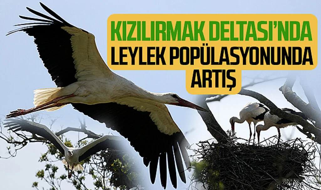 Kızılırmak Deltası'nda Leylek Popülasyonunda Artış Gözlemlendi