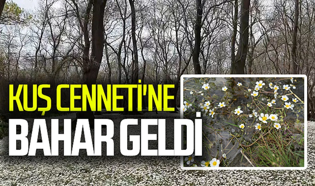Kuş Cenneti'ne bahar geldi 