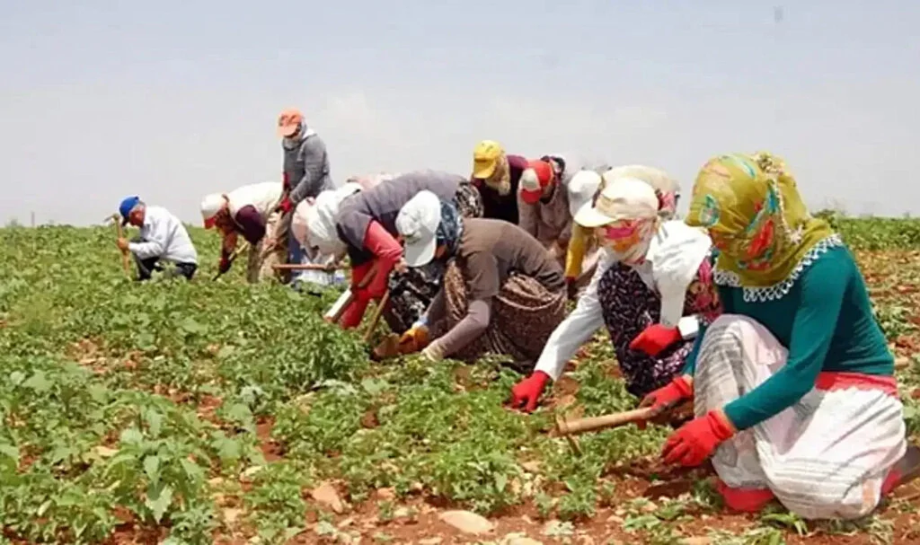 Mevsimlik Tarım İşçileri İçin Yeni Düzenlemeler! Resmi Gazete'de Yayımlandı
