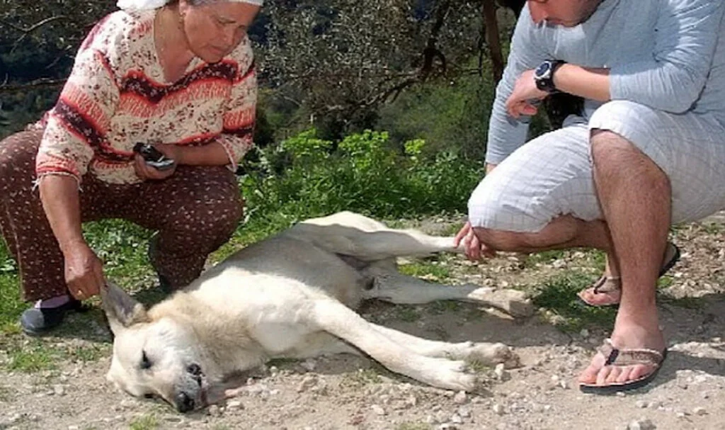 Muğla'da korkunç olay! Kedi ve köpekleri zehirleyerek öldürdüler