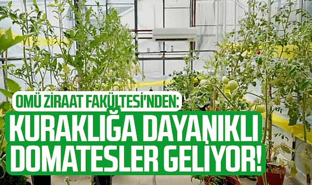 OMÜ Ziraat Fakültesi'nden: Kuraklığa Dayanıklı Domatesler Geliyor!