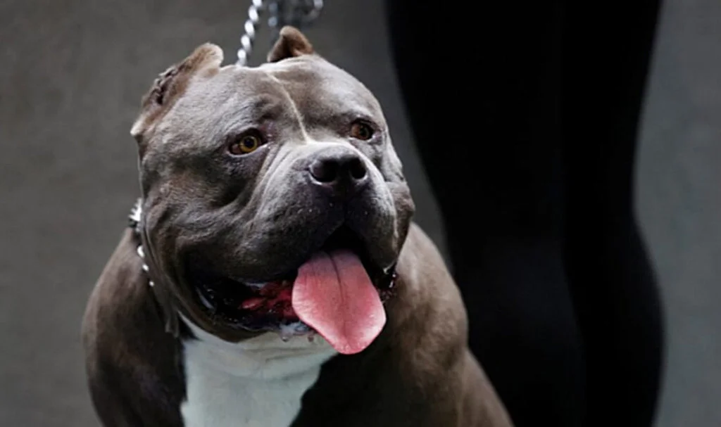 Pitbull dehşeti: Sahibini parçalayarak öldürdü