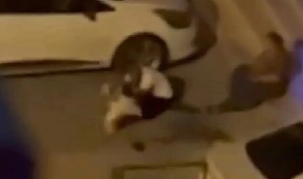 Pitbull Saldırısı: 3 Kişi Yaralandı