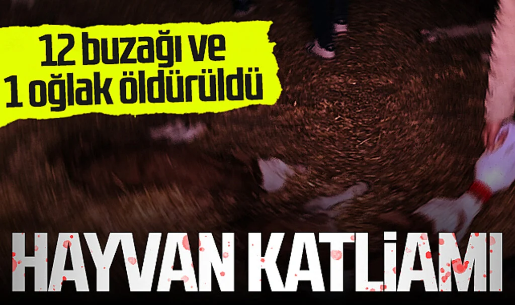 Samsun'da Hayvan Katliamı! Ahırda 12 Buzağı ve 1 Oğlak Öldürüldü