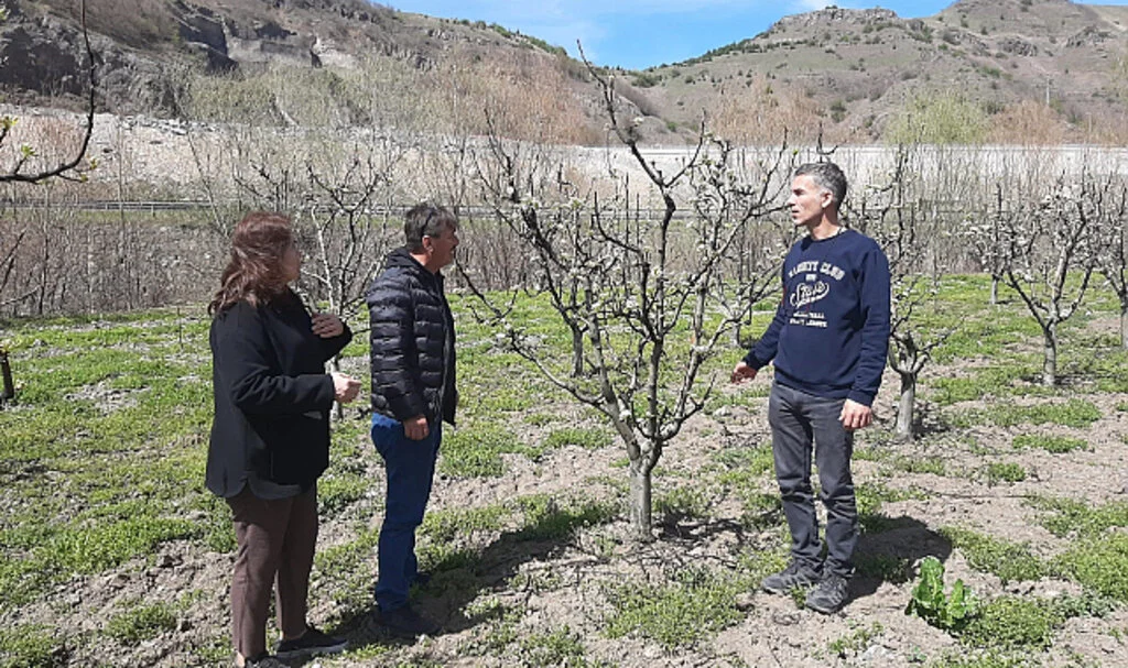 Samsun'da meyve bahçelerinde hastalık ve zararlılarla mücadele