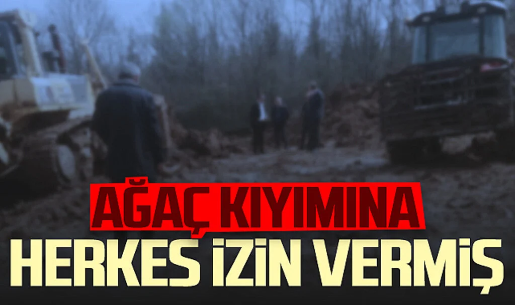 Samsun'daki ağaç kıyımına herkes izin vermiş