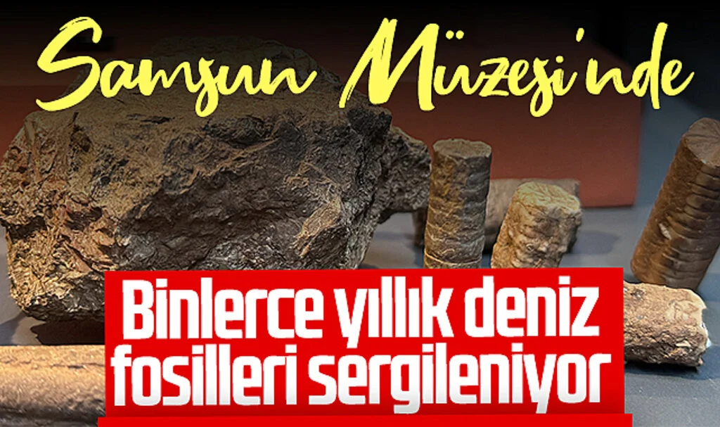 Samsun Müzesi'nde binlerce yıllık deniz fosilleri sergileniyor