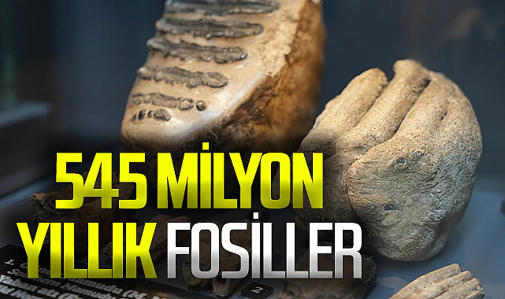 Samsun Müzesi'nde sergilenen 545 milyon yıllık fosiller yoğun ilgi çekiyor