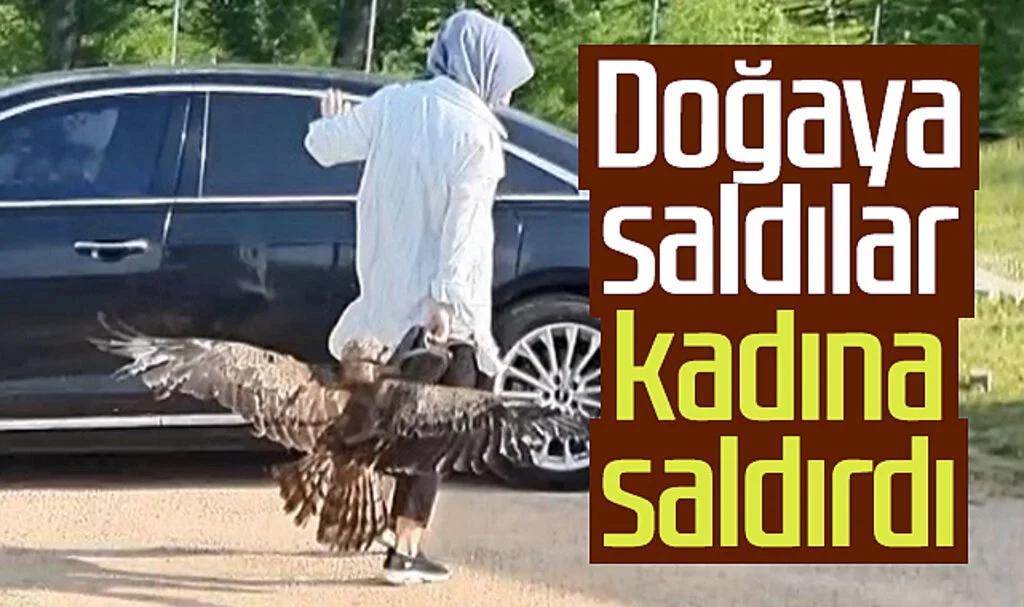 Valinin doğaya saldığı kartal kadına saldırdı 
