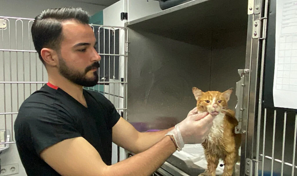 Zonguldak'ta Şiddet Gören Sahipsiz Kedi Kurtarıldı