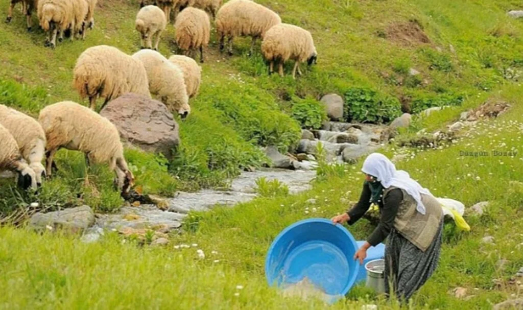 100 bin lira maaşla çalıştıracak çoban bulamıyorlar