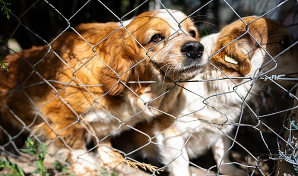 AK Parti'den Sokak Köpekleriyle İlgili 'Uyutma' Açıklaması