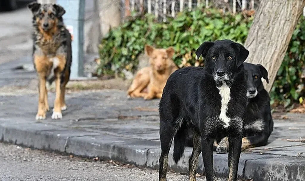 Avrupa Birliği, Sahipsiz Hayvanlara Ortak Standart Getiriyor