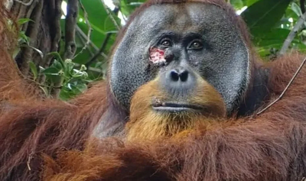 Bilim İlk Kez Tanık Oldu: Orangutanlar Şifalı Bitkilerle Kendini Tedavi Ediyor