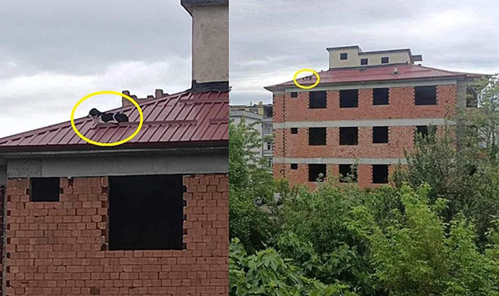 Çatıda Mahsur Kalan Köpek İtfaiye Tarafından Kurtarıldı