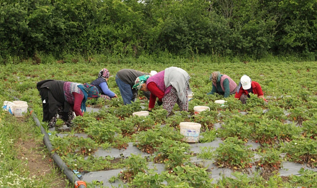 Çiftçiler günlük işçi bulmakta zorlanıyor 