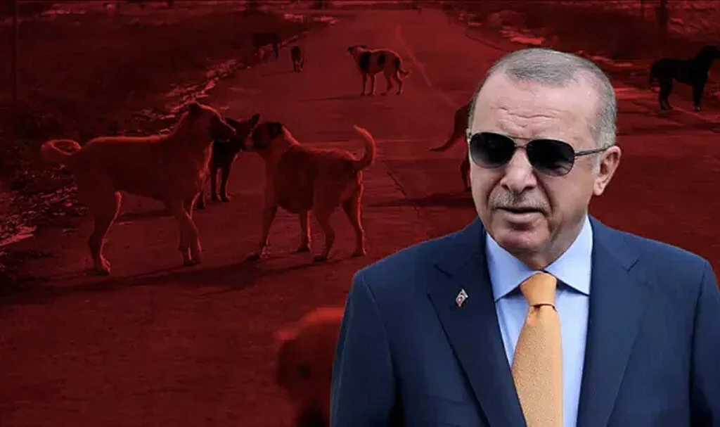Erdoğan'dan sokak hayvanları tepkisi: Ne bekliyorsunuz, adım atın!