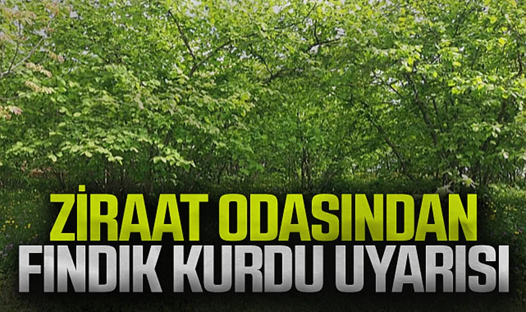 Fındık Kurduyla Mücadelede Ziraat Odasından Uyarı