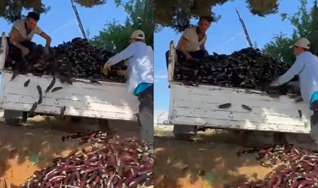 Fiyatı beğenmeyince bir kamyon patlıcanı çöpe döktü