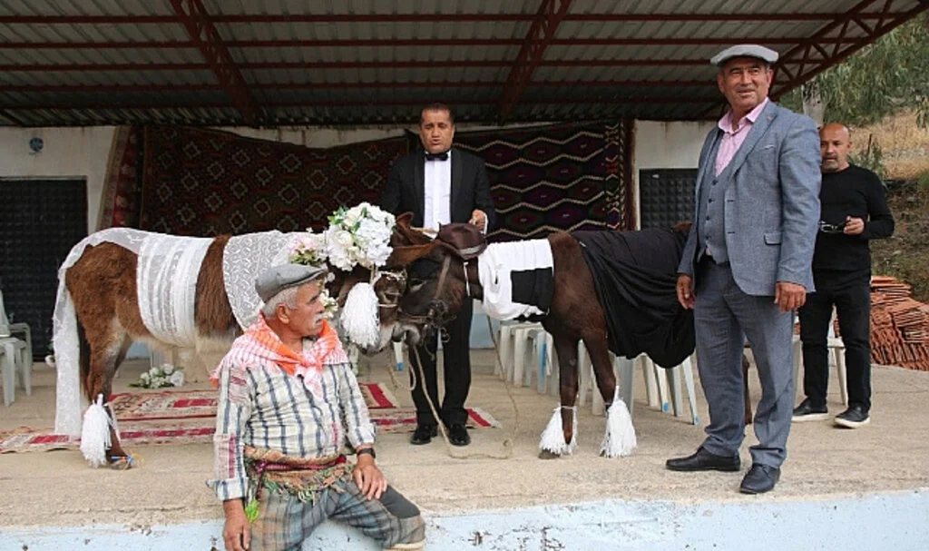 İki Eşeği Nikah Kıyıp Evlendirdiler