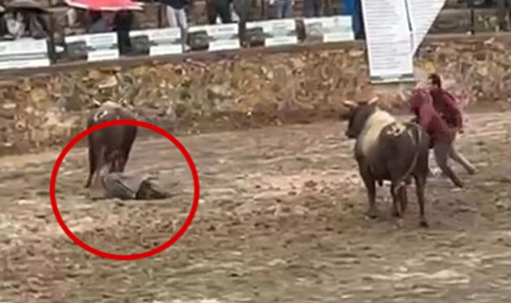 İspanya Değil Artvin: 1 Tonluk Boğa Hakeme Çarptı