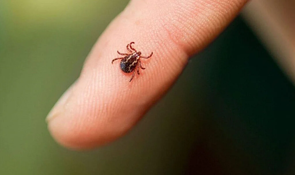 Keneye Dikkat! Giresun'da KKKA 1 Can Aldı 