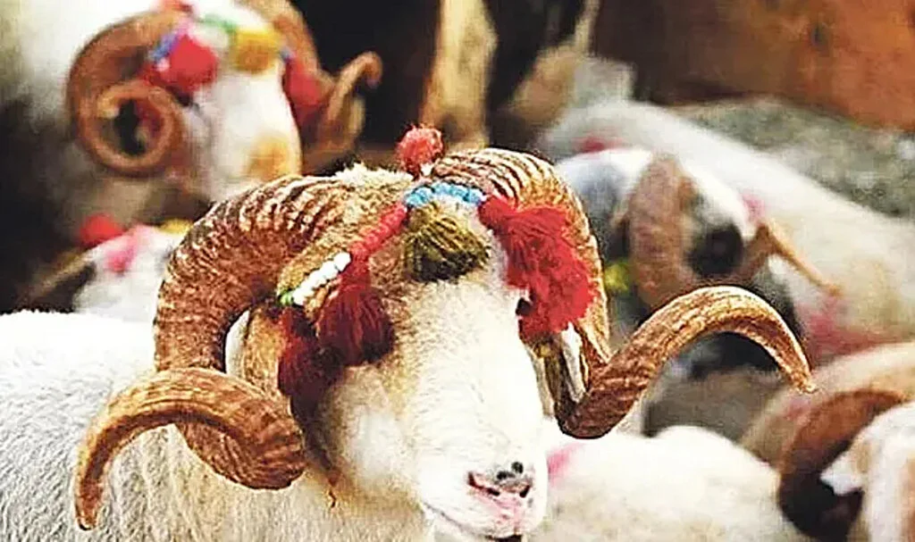 Kızılay kurban vekalet ücreti açıklandı