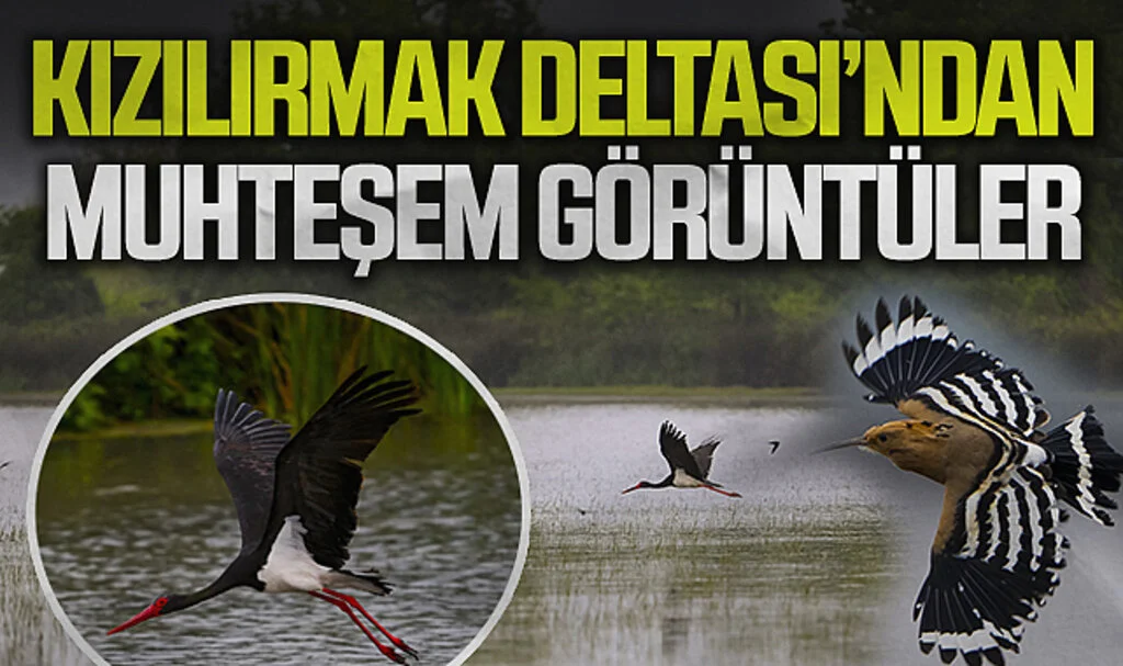 Kızılırmak Deltası nesli tehlike altındaki kuş türlerine ev sahipliği yapıyor