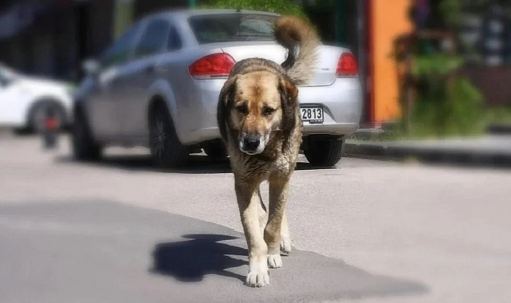 Kocaeli Valiliği'nden Belediyeye Sokak Köpeklerini Uyutun Talimatı
